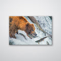Bear Feeding - Print - MetalPlex