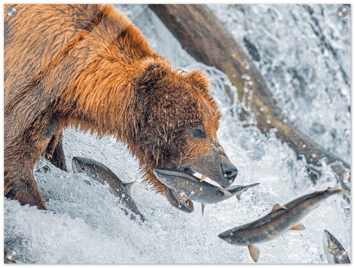 Bear Feeding - Print - MetalPlex