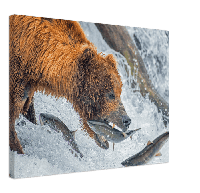 Bear Feeding - Print - MetalPlex