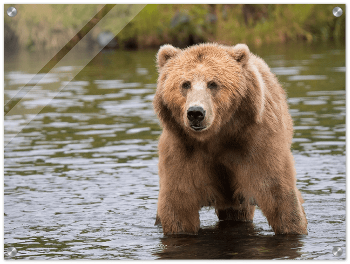 Bear in the Lake - Print - MetalPlex