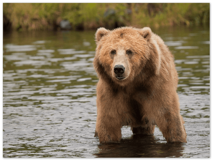 Bear in the Lake - Print - MetalPlex