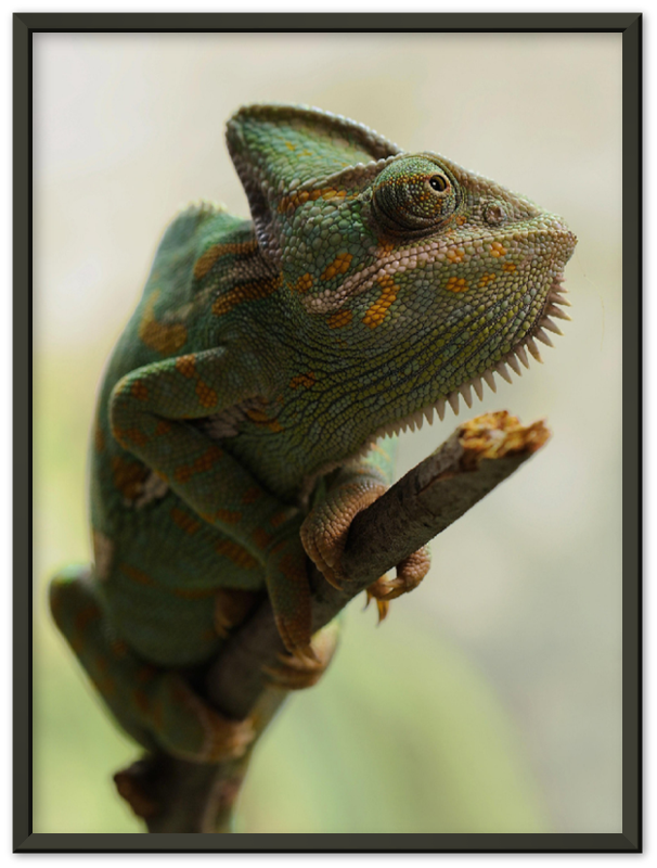 16" x 12" / Metal Frame