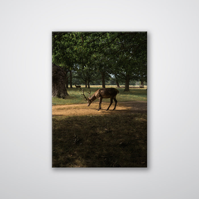 Deer in Sunlight - Print - MetalPlex
