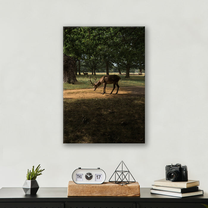Deer in Sunlight - Print - MetalPlex
