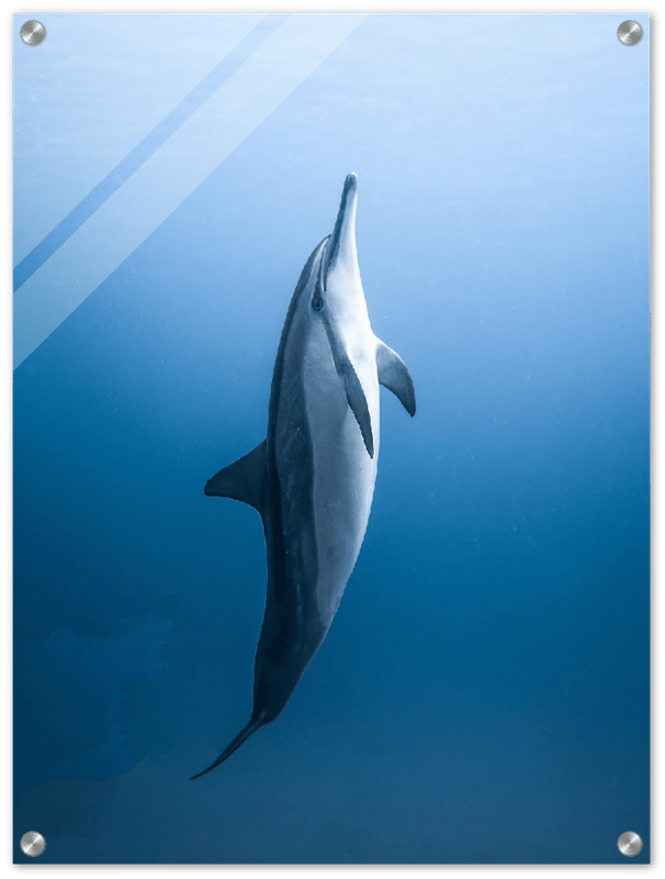 Dolphin - Print - MetalPlex