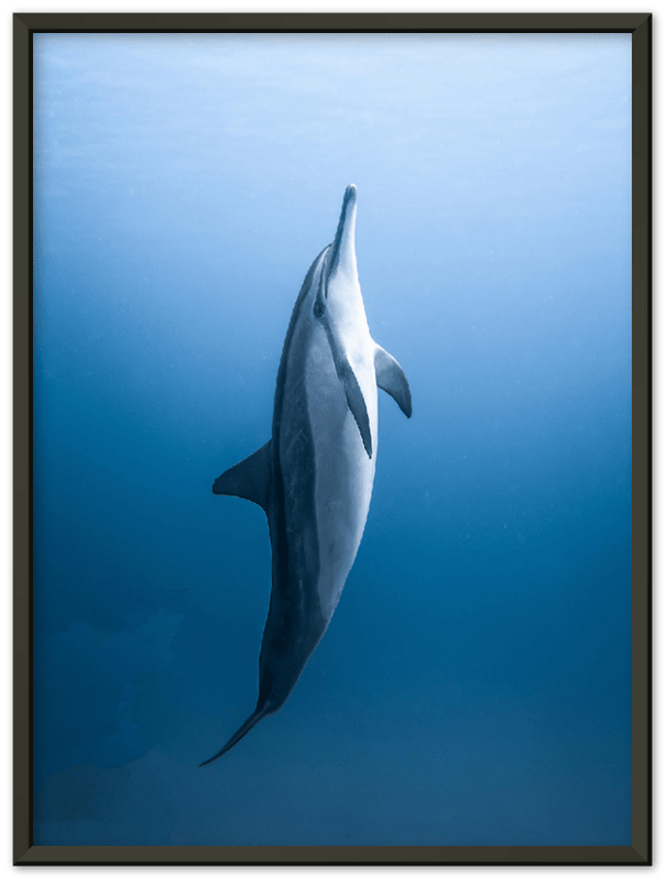 Dolphin - Print - MetalPlex