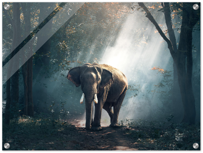 Elephant - Print - MetalPlex