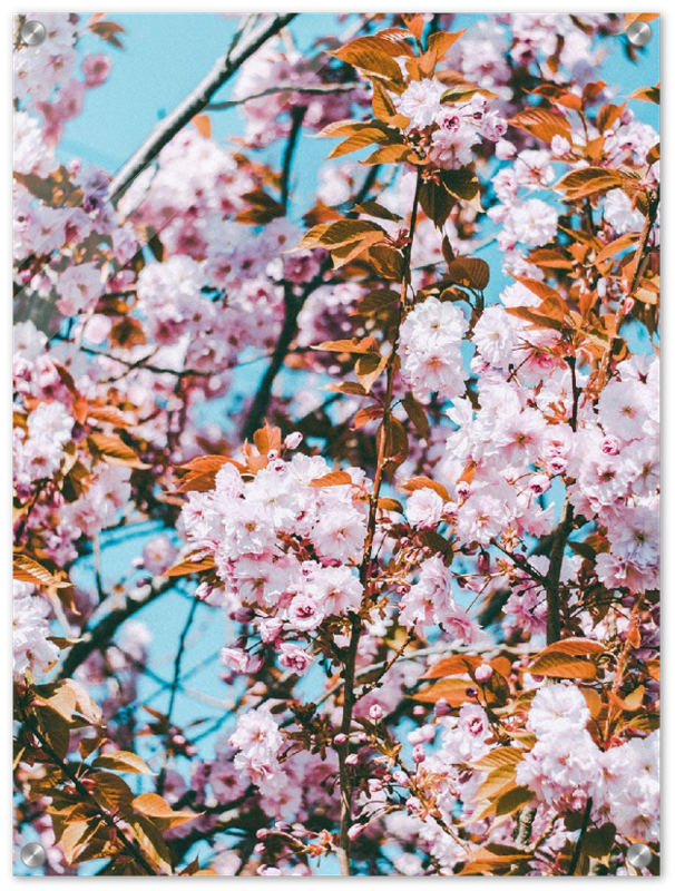 Floral - Print - MetalPlex