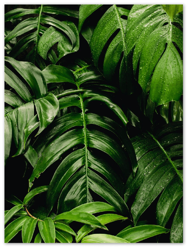 Green Leaves - Print - MetalPlex