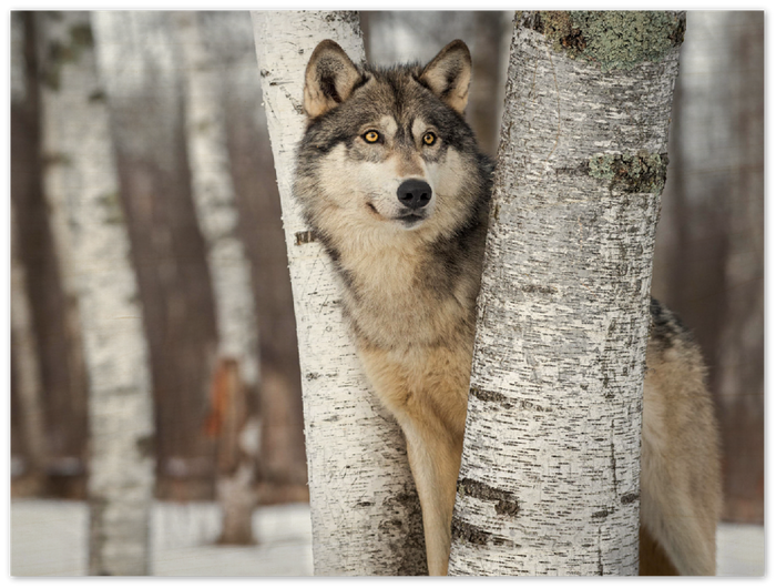 Grey Wolf - Print - MetalPlex