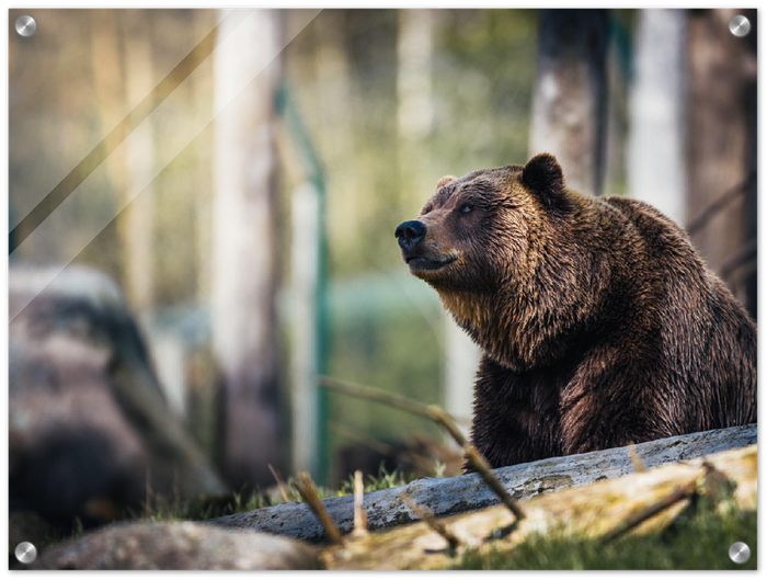 Happy Bear - Print - MetalPlex