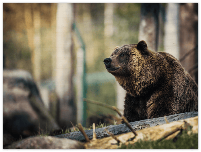 Happy Bear - Print - MetalPlex