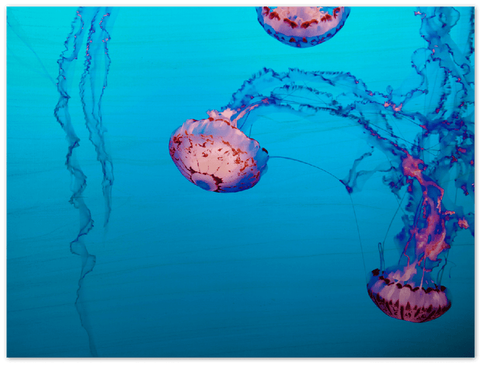 Jellyfish - Print - MetalPlex