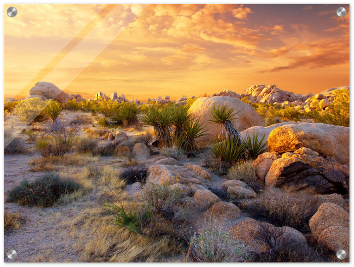 Joshua Tree Sunset - Print - MetalPlex