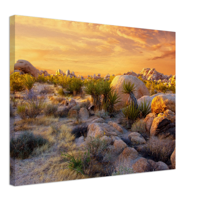Joshua Tree Sunset - Print - MetalPlex