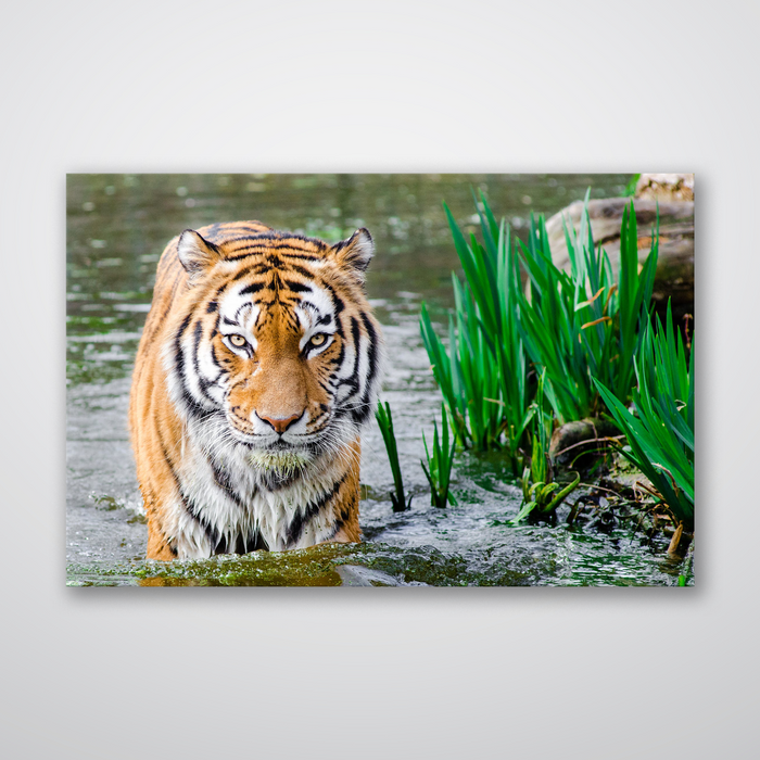 Jungle Tiger - Print - MetalPlex