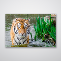 Jungle Tiger - Print - MetalPlex
