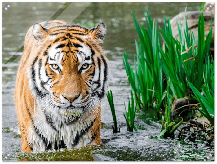 Jungle Tiger - Print - MetalPlex