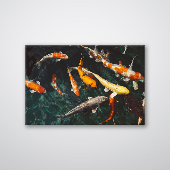 Koi Fish - Print - MetalPlex