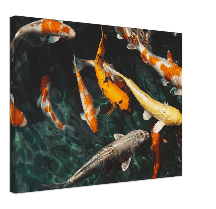 Koi Fish - Print - MetalPlex