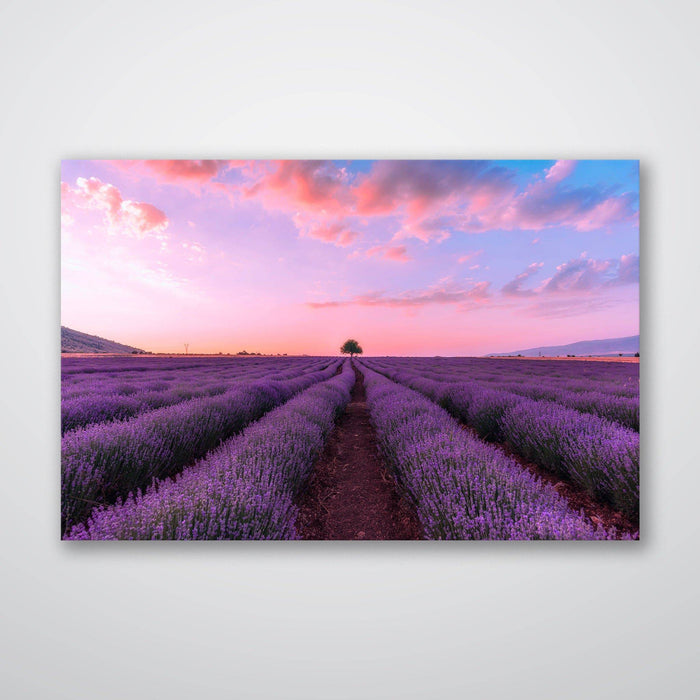 Lavender Fields - Print - MetalPlex