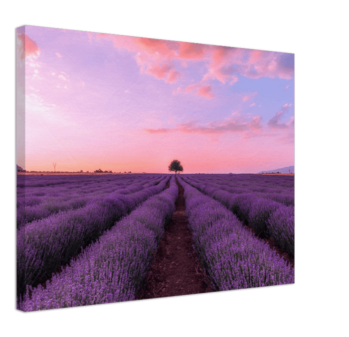 Lavender Fields - Print - MetalPlex