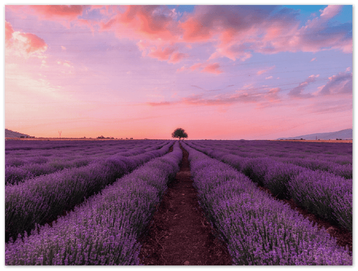 Lavender Fields - Print - MetalPlex