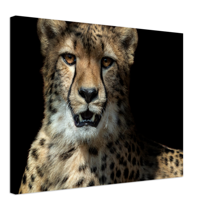 Leopard - Print - MetalPlex