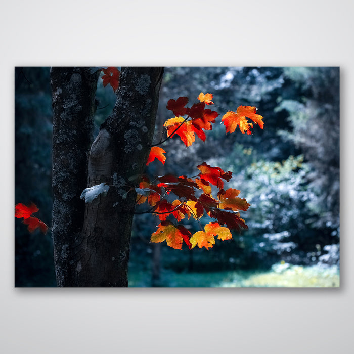 Maple Leaf - Print - MetalPlex