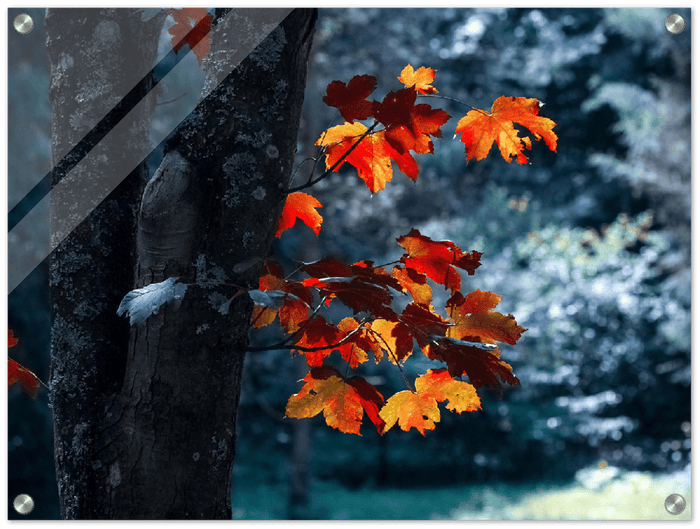 Maple Leaf - Print - MetalPlex