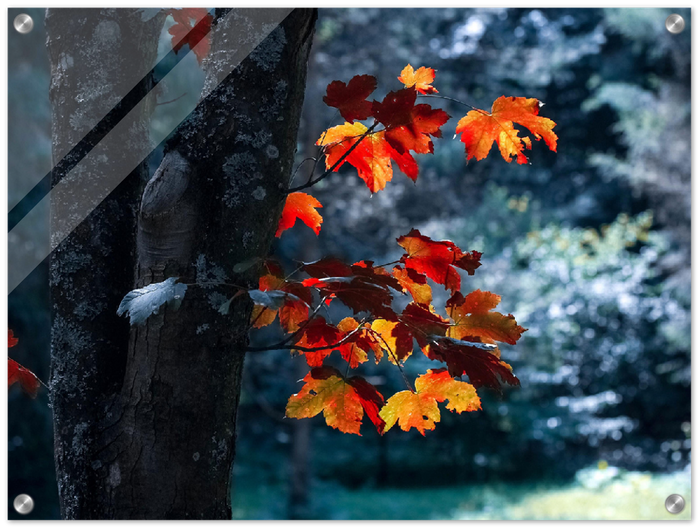 Maple Leaf - Print - MetalPlex