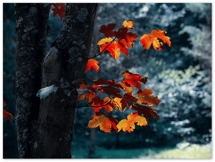 Maple Leaf - Print - MetalPlex