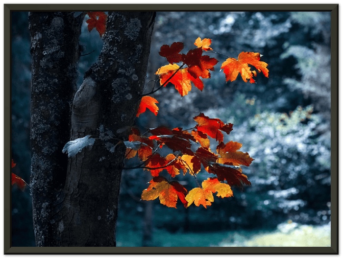 Maple Leaf - Print - MetalPlex