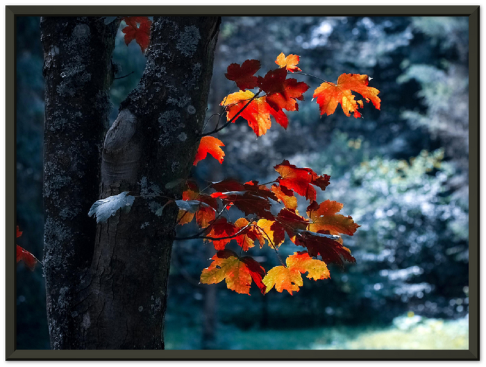 Maple Leaf - Print - MetalPlex
