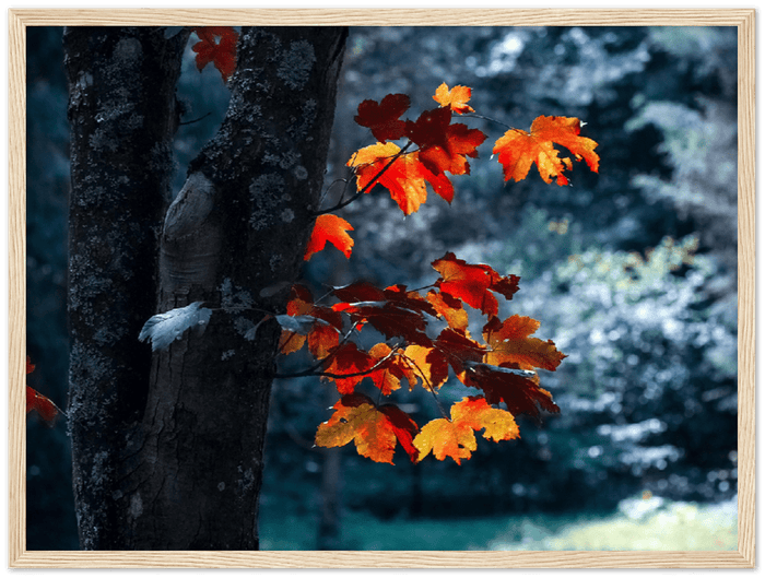 Maple Leaf - Print - MetalPlex