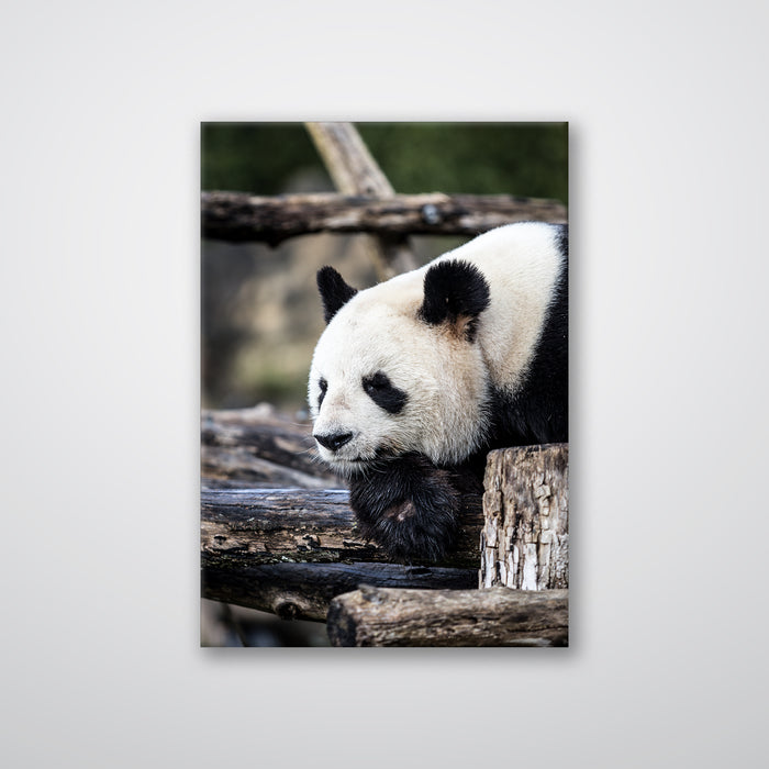 Pondering Panda - Print - MetalPlex