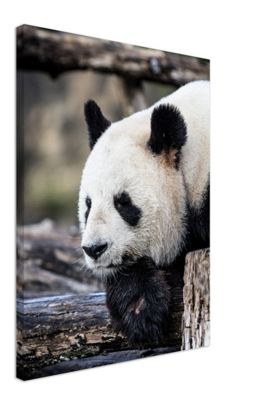 Pondering Panda - Print - MetalPlex