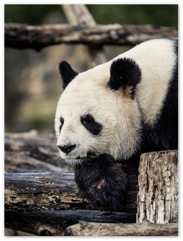 Pondering Panda - Print - MetalPlex