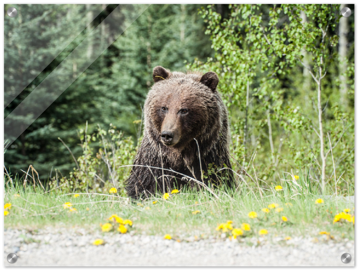 Roadside Bear - Print - MetalPlex
