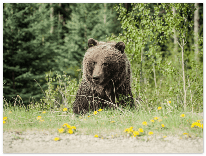 Roadside Bear - Print - MetalPlex