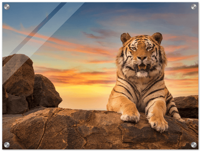 Safari Tiger - Print - MetalPlex