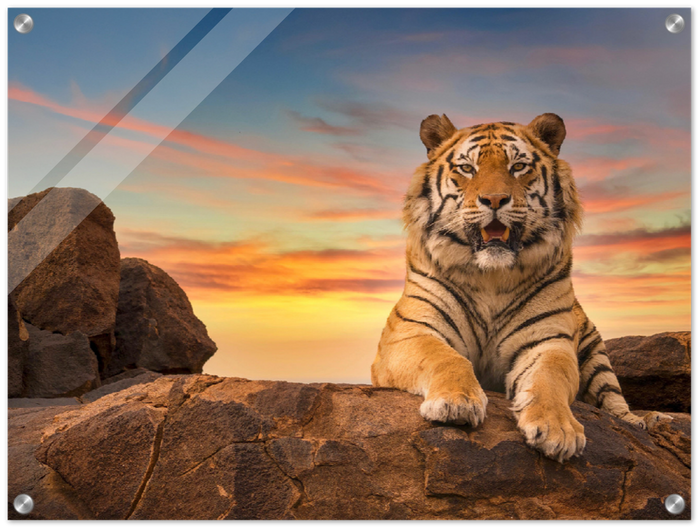 Safari Tiger - Print - MetalPlex