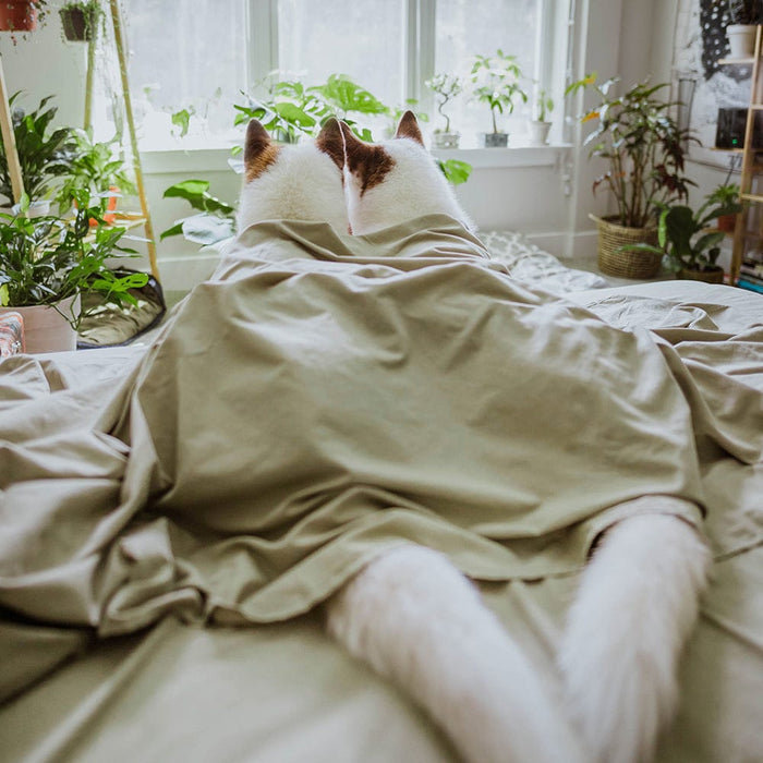 Sage Green Sheet Set