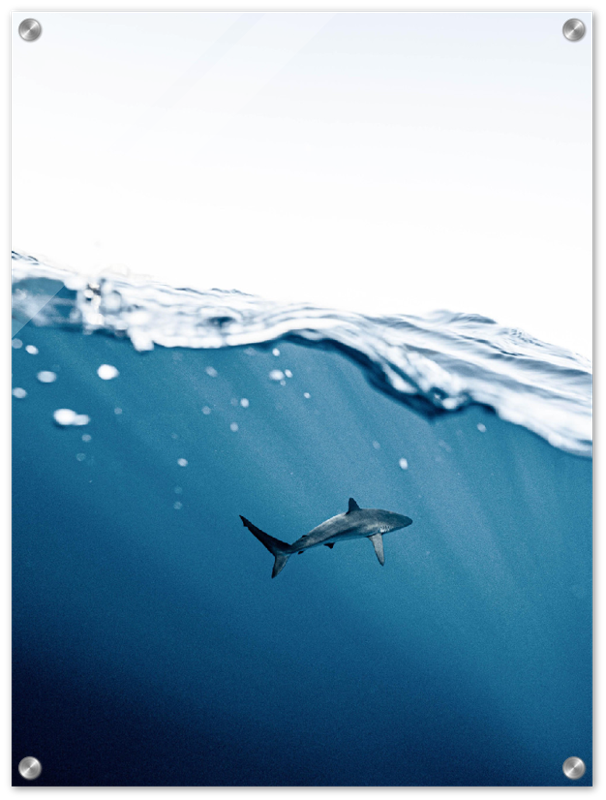 Shark Near Surface - Print - MetalPlex