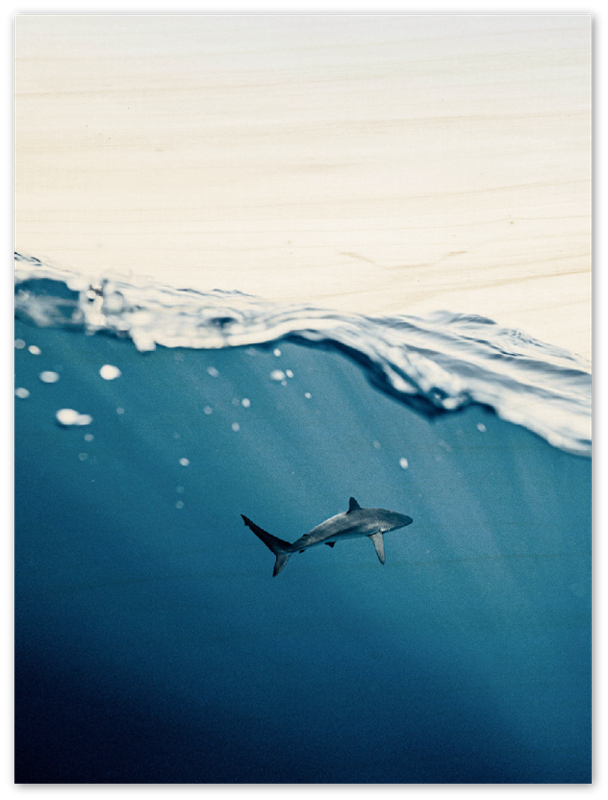 Shark Near Surface - Print - MetalPlex
