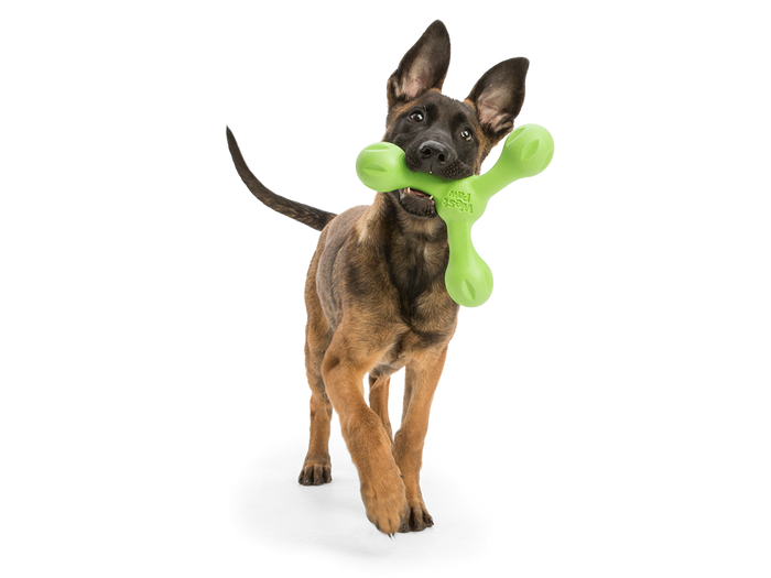 Skamp The Final Fetch