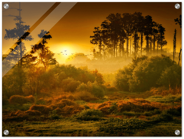 Sunset Forest - Print - MetalPlex