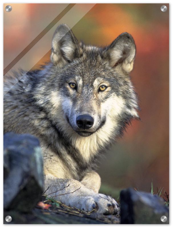 Wolf - Print - MetalPlex