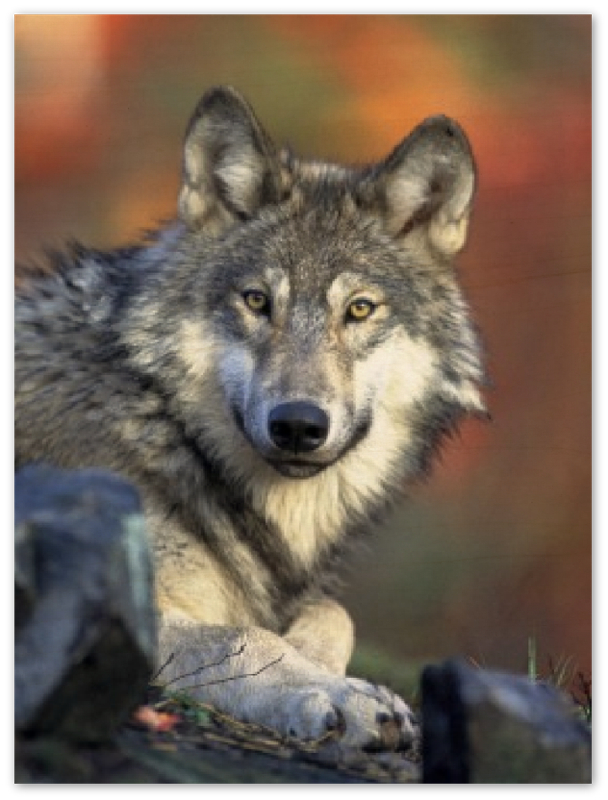 Wolf - Print - MetalPlex