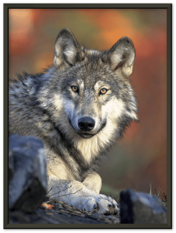 16" x 12" / Metal Frame